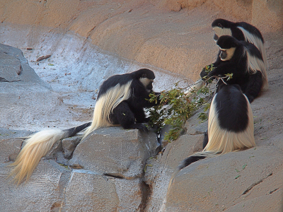 [Four colobuses sit on the rocks with three on the right and one on the left. At least two of them are pulling greenery from a branch from a leafy bush. The one on the left has its tail spread out behind it showing the bushy white end to the black tail.]